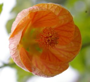 Close-up of red flowers blooming outdoors