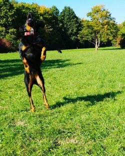 Dog on grassy field