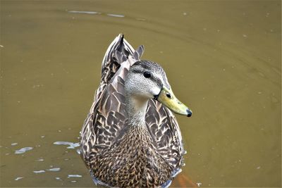 Close-up of duck swimming in lake