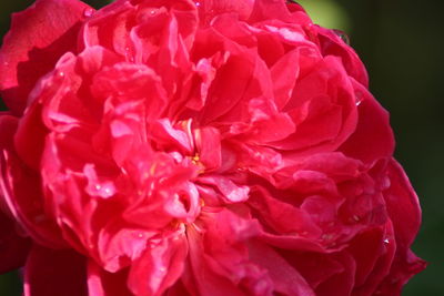 Macro shot of pink rose flower
