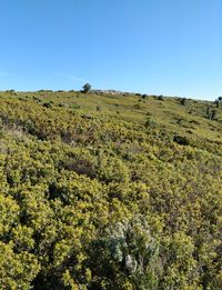 Scenic view of landscape against clear blue sky