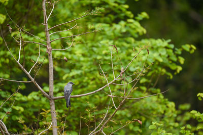 Bird perching on a tree