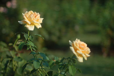 Close-up of yellow flowering plant