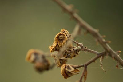 Close-up of butterfly perching on tree