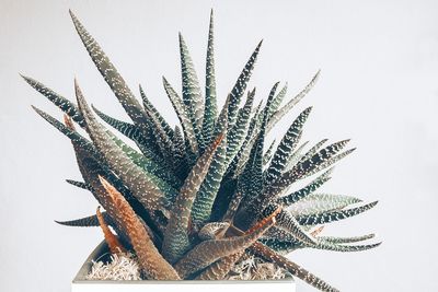 Close-up of succulent plant