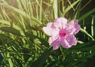 Close-up of pink flowering plant