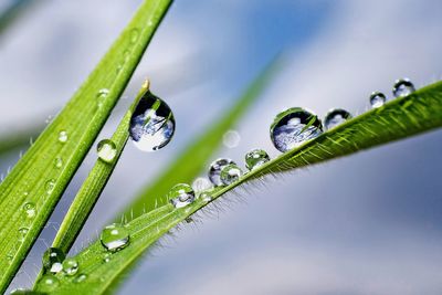 Close-up of wet green plant during rainy season