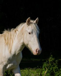 White horse in ranch