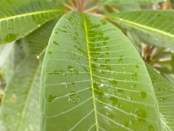 Close-up of green leaves