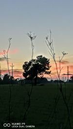 Silhouette trees against sky at sunset