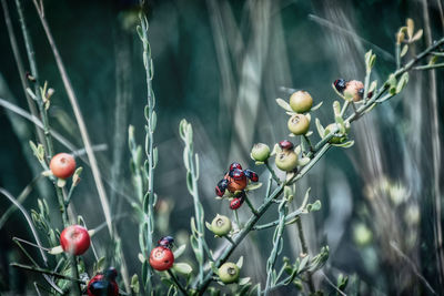 Close-up of beatles on plant