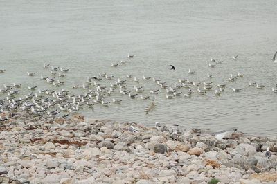 Rocks in sea