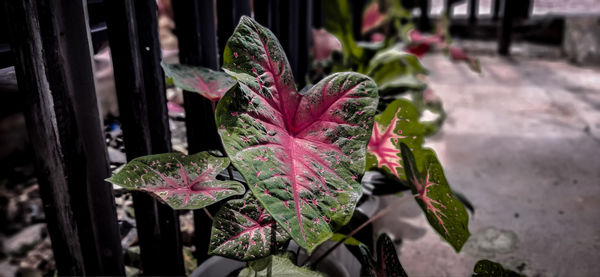 Close-up of raindrops on pink leaves