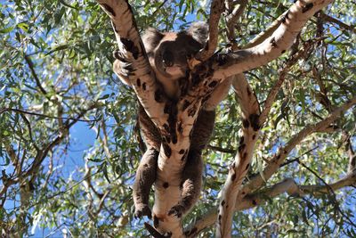 Low angle view of koala lying on branch