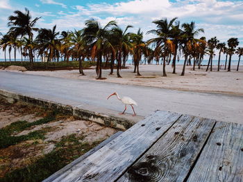 View of trees on beach against sky