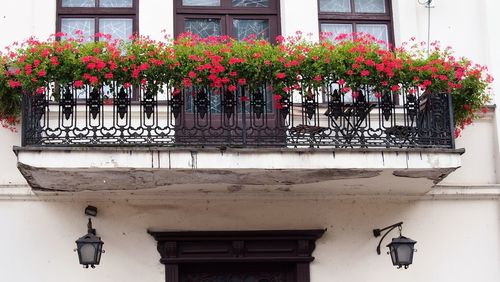 Flower pots on balcony against building