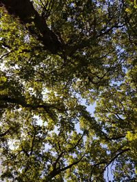 Low angle view of trees against sky