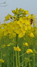 Close-up of yellow flowers blooming in field