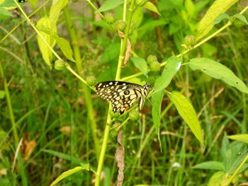 Butterfly on leaf