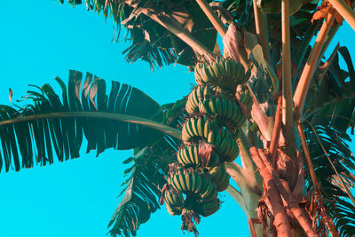 Low angle view of coconut palm tree against clear blue sky