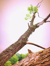 Low angle view of tree against clear sky