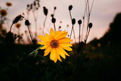 Close-up of yellow flowering plant on field