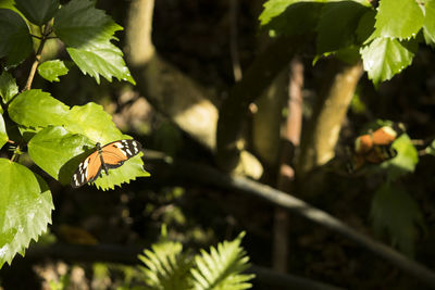 Close-up of butterfly on leaves