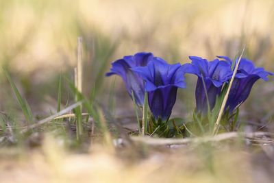 Close-up of purple crocus flowers on field