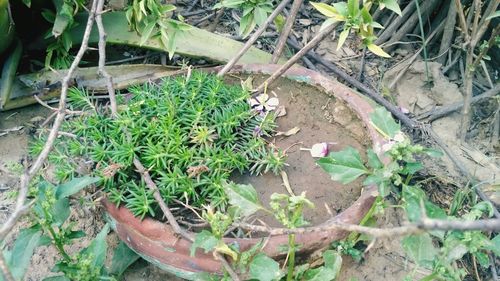 High angle view of potted plants on field