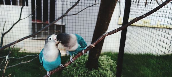 View of birds in cage