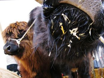 Close-up of goat