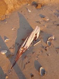 Driftwood and seashells all day