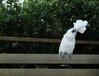 Close-up of white bird perching on railing against trees