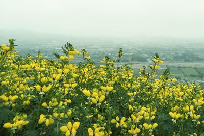 Scenic view of yellow flowering plants on field