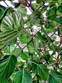 Low angle view of tree