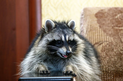 Smiling raccoon