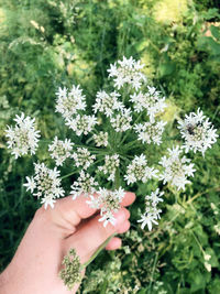 Cropped hand of woman holding herb