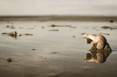 Side view of crab on beach