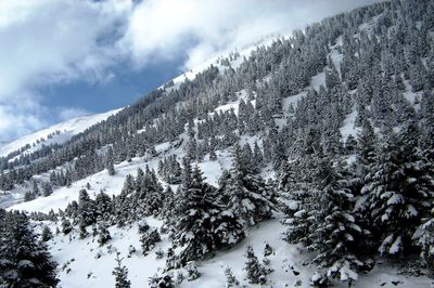 Trees on snow covered mountain against cloudy sky