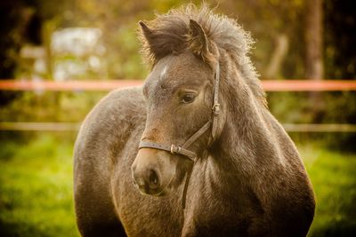 Portrait of horse in paddock