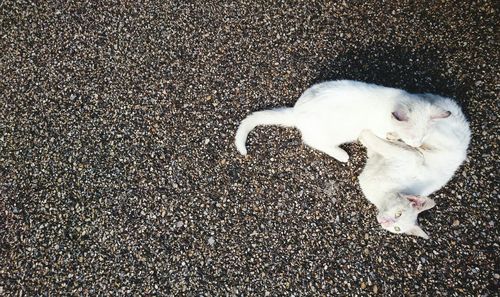 High angle view of cat