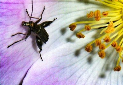 Close-up of bee on white flower