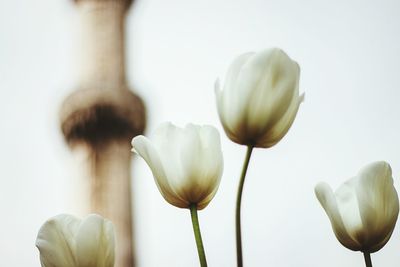 Close-up of white tulips