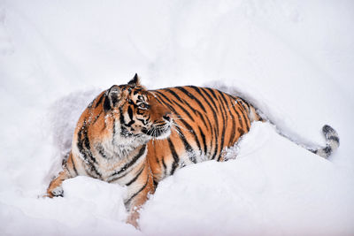 Side view of tiger sitting in snow during winter