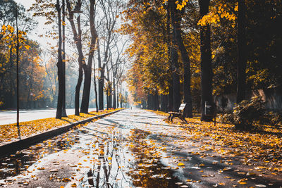 Road amidst trees in forest during autumn