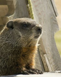 Woodchuck in the countryside