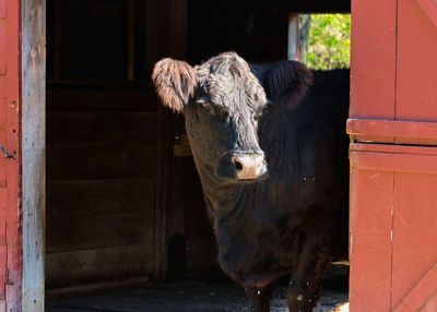 Belted Galloway