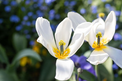 Close-up of white flowering plant