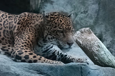 Close-up of a cat on rock