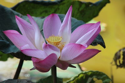 Close-up of pink water lily